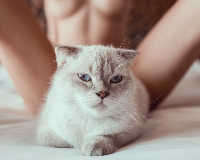 Девушки котовторника