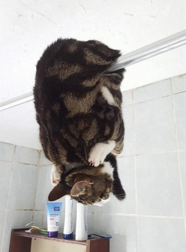 Котики. Разной степени адекватности