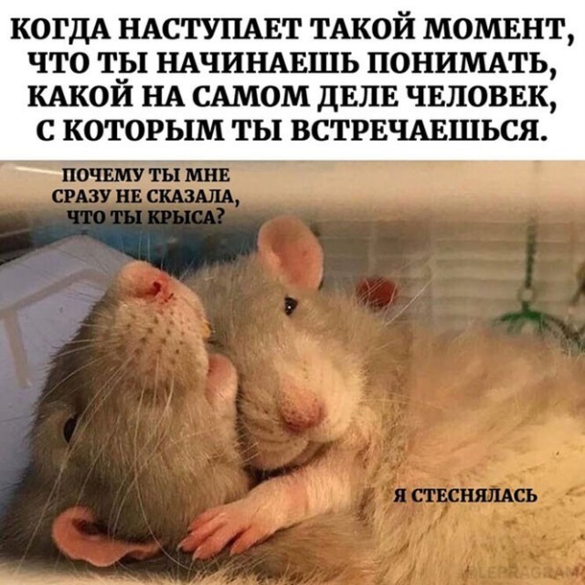 Баянисто-небаянистый юмор 15.08.21