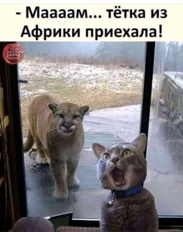 Картинки и мемы для настроения 19.08.2021
