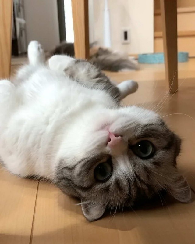Разные котики