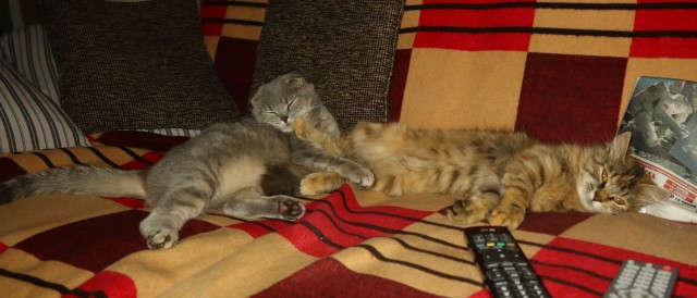 Кошатники, помогите советом!