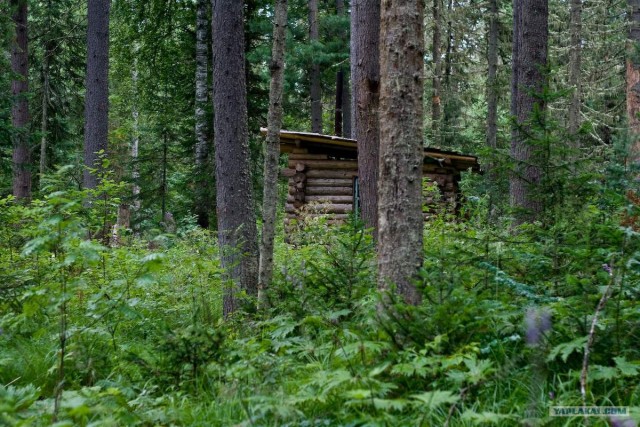 Тайга, сибирь, конец июля 2010