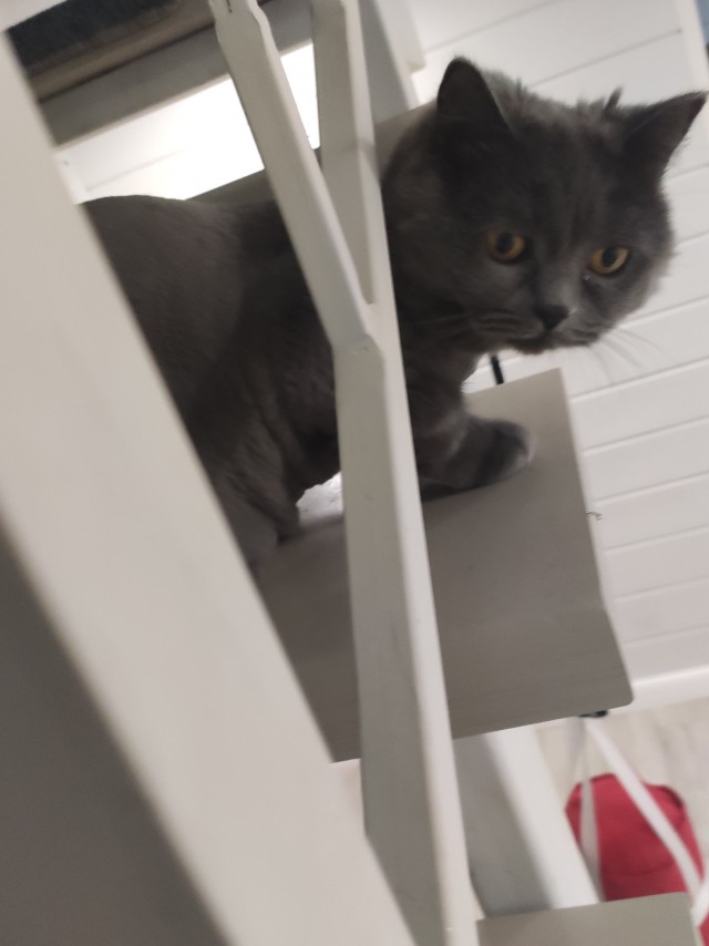 Котовторнику посвящается