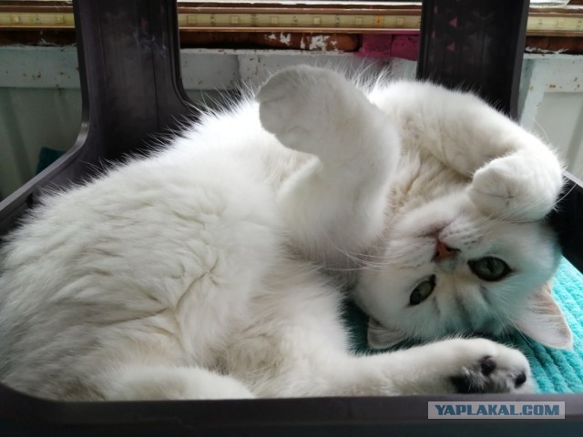 Ну, поехали в котоввторник!