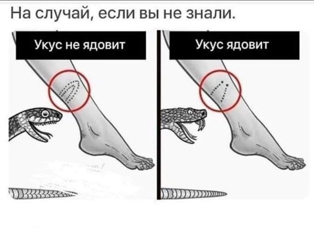 Вы спрашивали, как выглядят укусы ядовитых и не ядовитых змей, коллеги.
