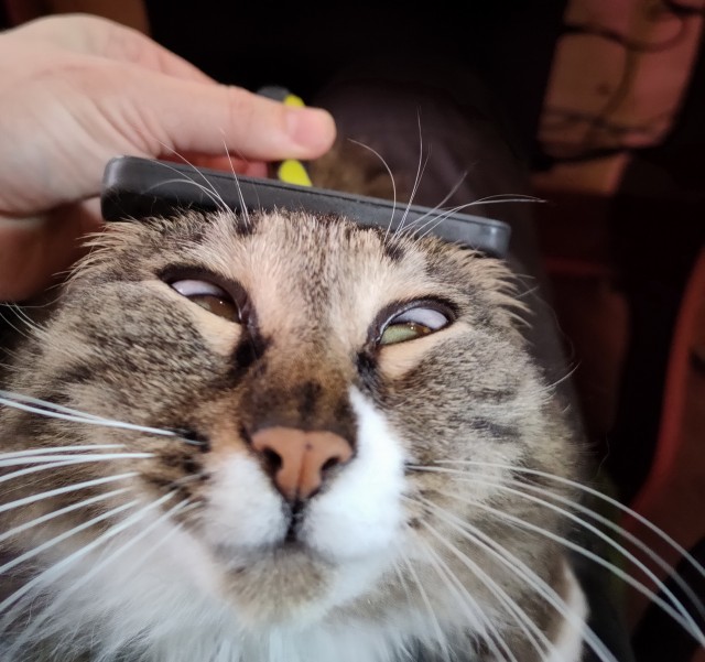 С праздником и котофторником!