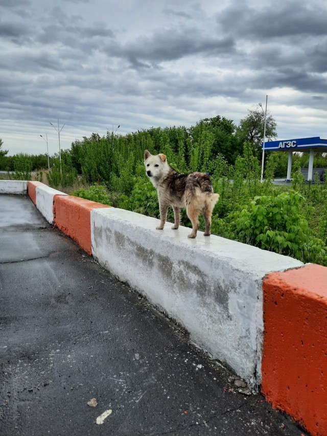 Собакочетверг 12.05.2022