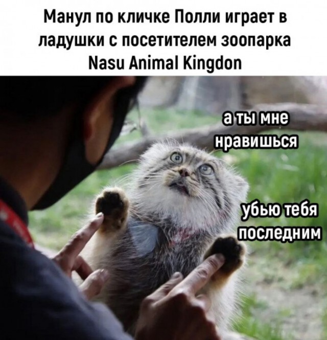 Манул Мия из Новосибирского зоопарка родила шесть котят