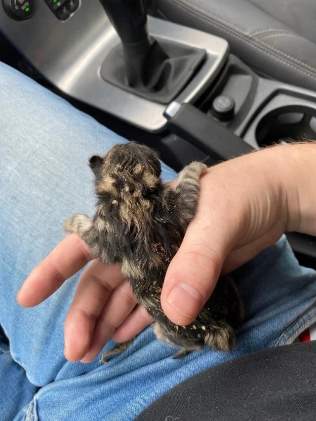 Хроники роста