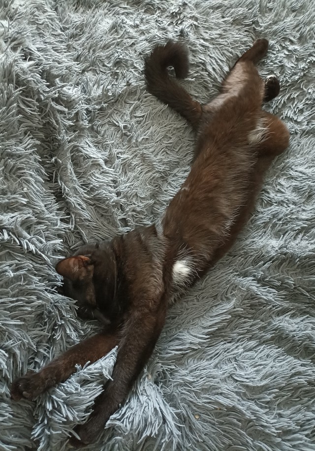 Котовторник 17.01.23