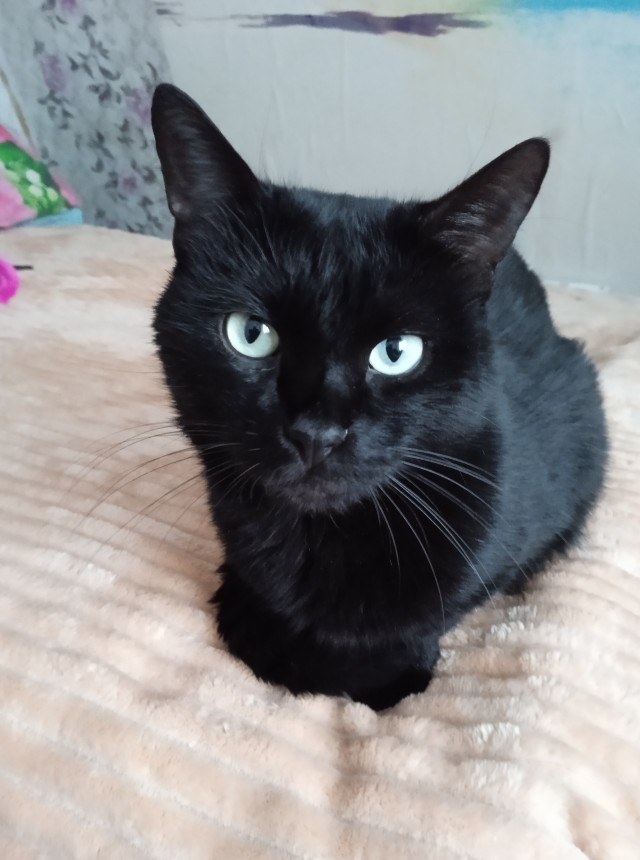 Коточетверг!