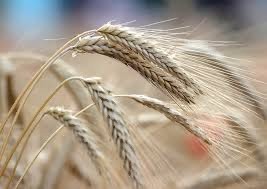 Зерновая сделка будет продлена
