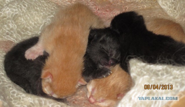 Котовторник 09.04.2013