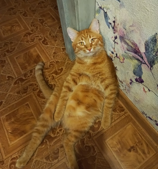 Просто фотки с животными №2