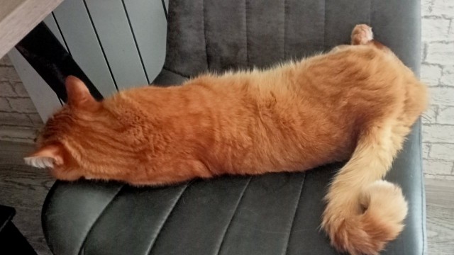 Позы для сна у кошек - что они означают?