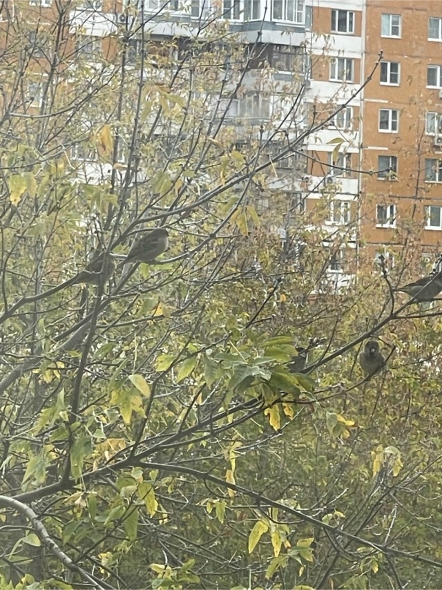 К зиме готовы