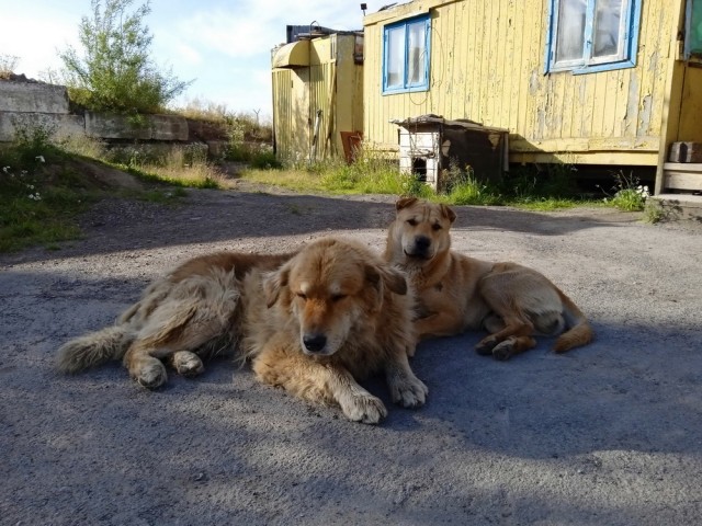 Красивые фото ЯПа