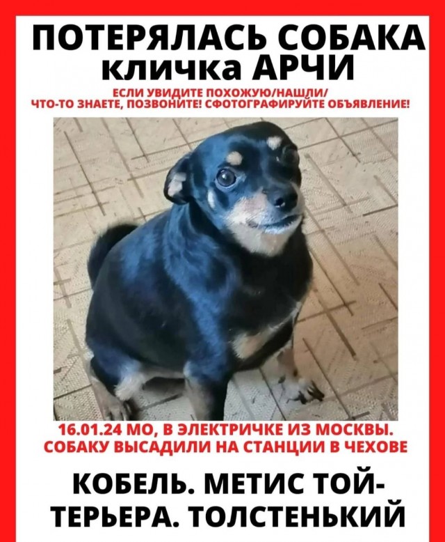 Очередная высадка питомца из поезда. На этот раз из электрички в Подмосковье высадили той-терьера по кличке Арчи