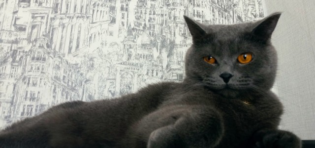 Всех с котовторником