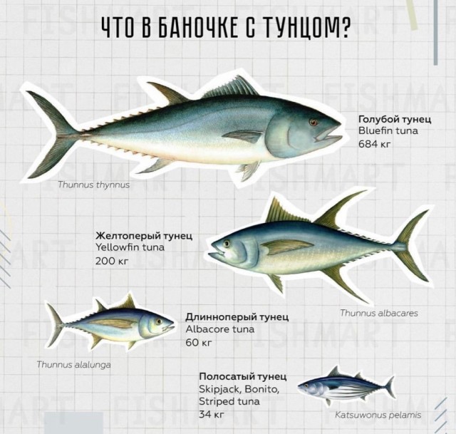 Сахалинские рыбаки поймали 112 килограммового тунца