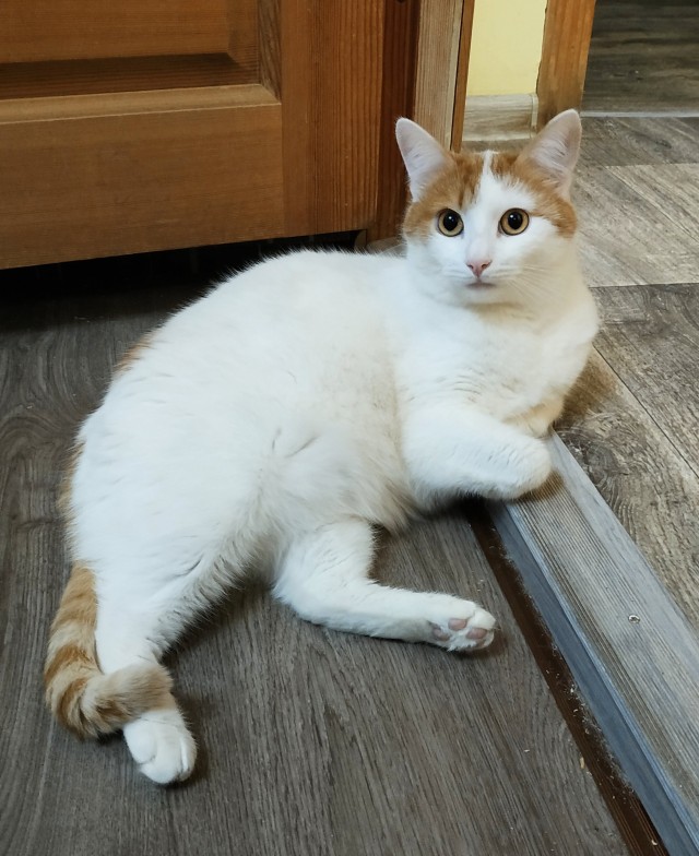 Мой кот уходит на радугу