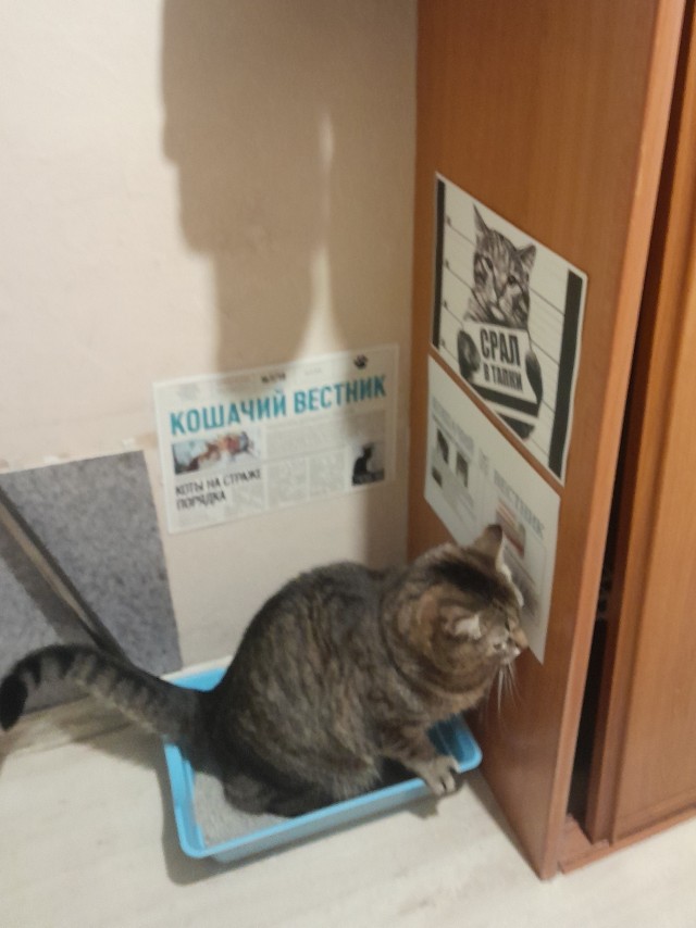 Найден самый красивосрущий кот