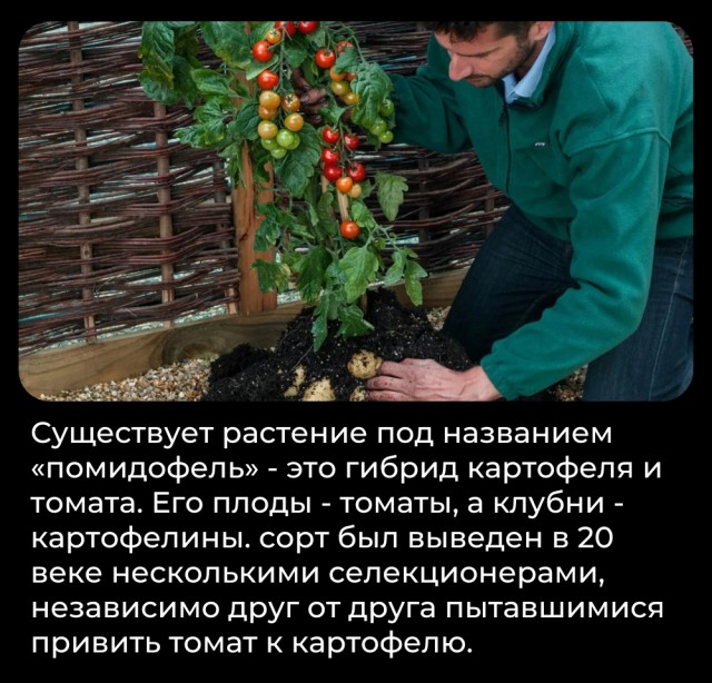 Всячина