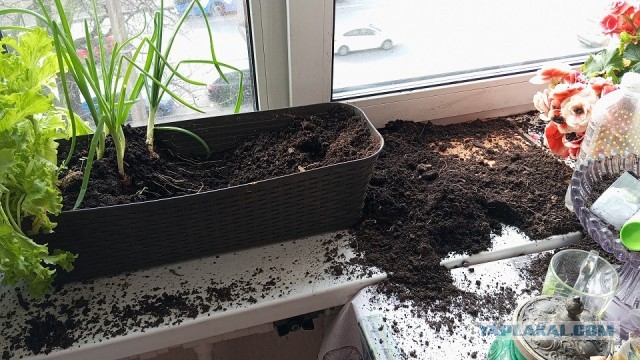 К котовторнику: ну удобрила... И что ты мне сделаешь, кожаный?..