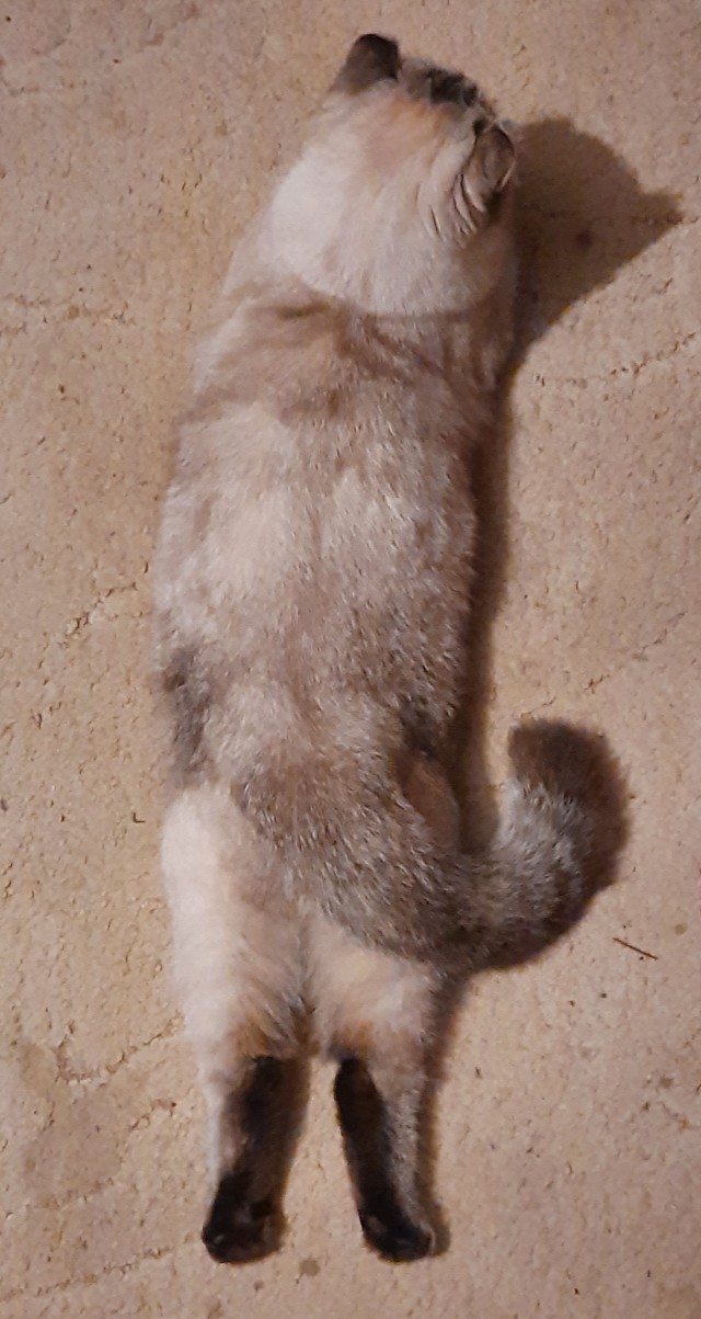 Котовторник продолжается