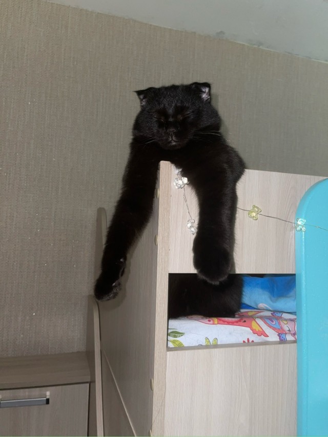 А как спят ваши питомцы?