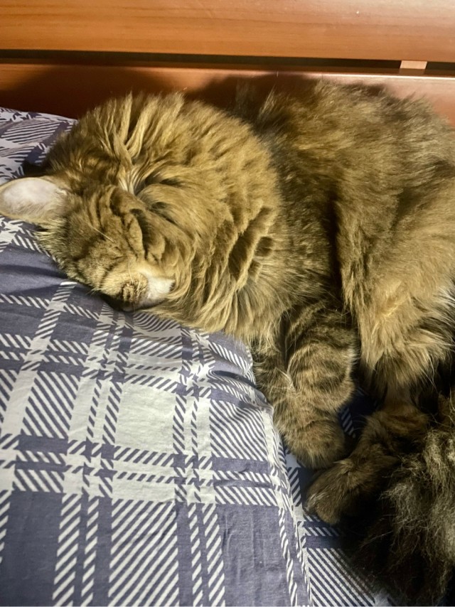Раб в квадрате. Котовторник же.