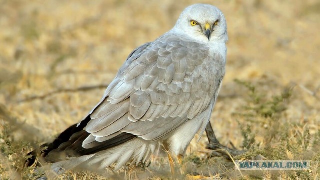 Луна. Не срача ради.