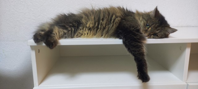 Три кота)))