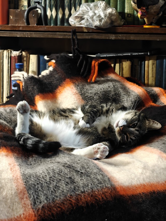 Котовторник наступил