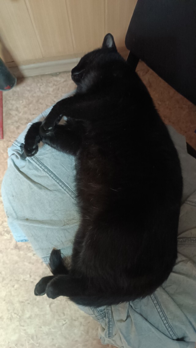 Котовторник 16.12.2025