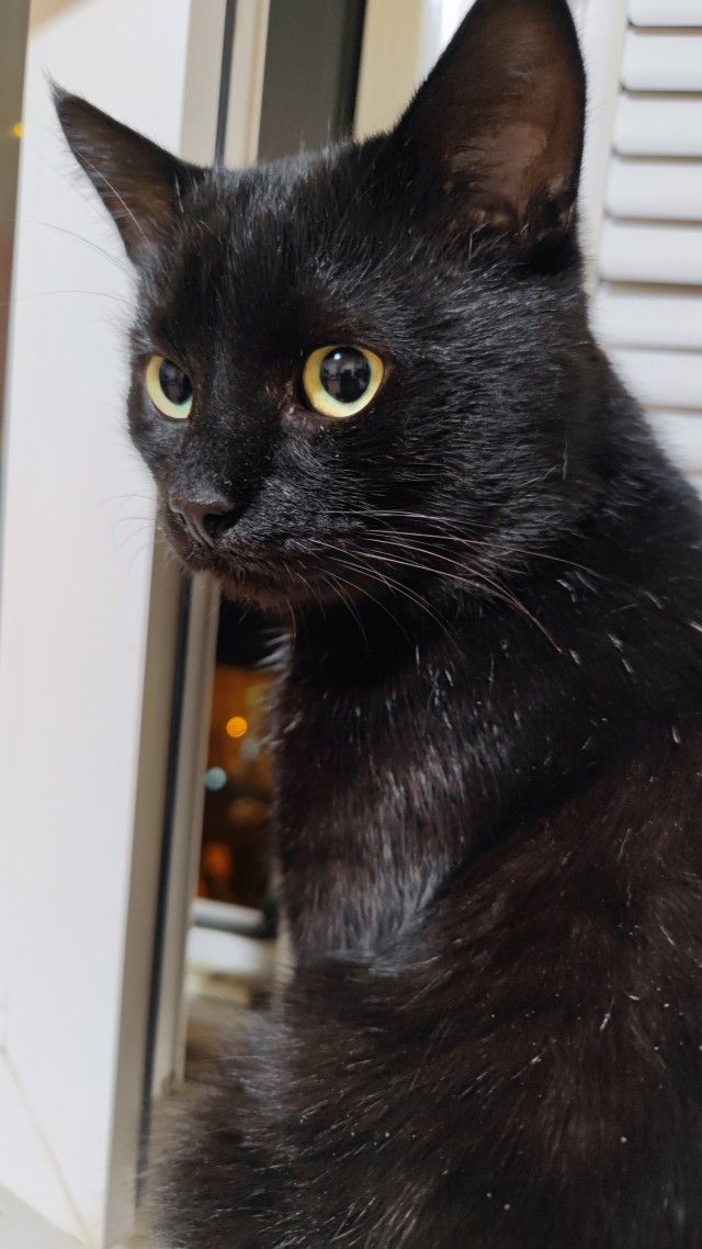 Котовторник же!