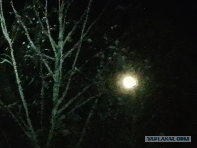 Жизнь домашнего приюта для котеек 571