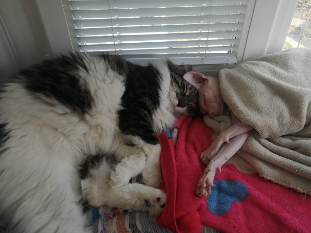 В защиту кошек породы Сфинкс канадский...