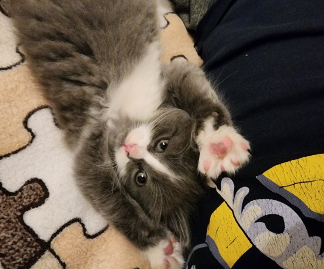 А котовторник уже пришёл?