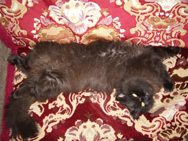 Уличные котики