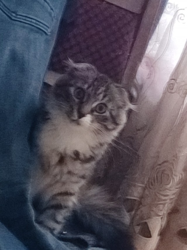 Принимайте в ряды вислоухих