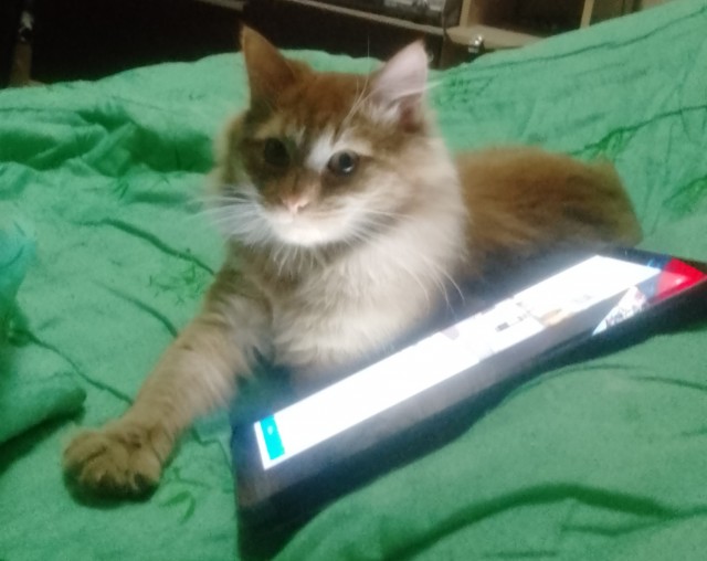 Котовторник