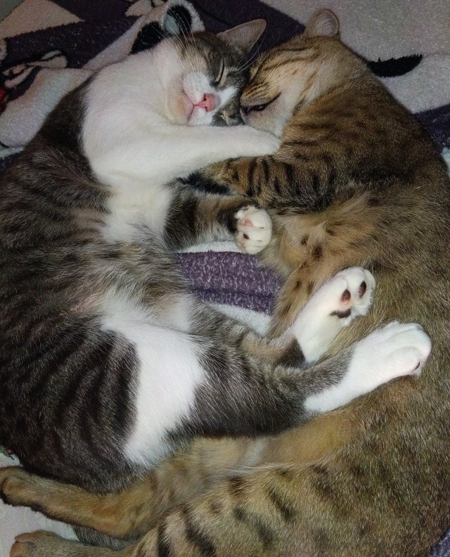 Очередной котовторник