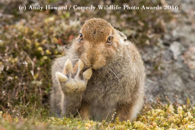 Самые смешные фото кроликов — победители Comedy Pet Photography Awards и Comedy Wildlife Photography Awards за всю историю
