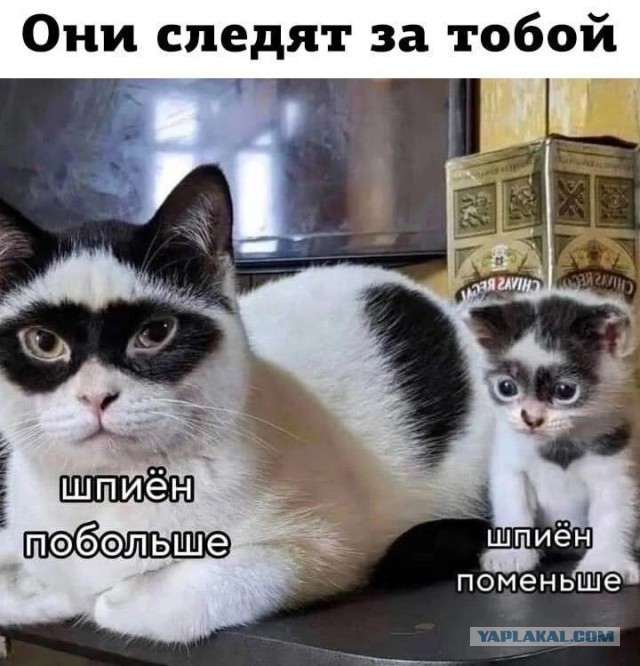 Котеек необычных псто