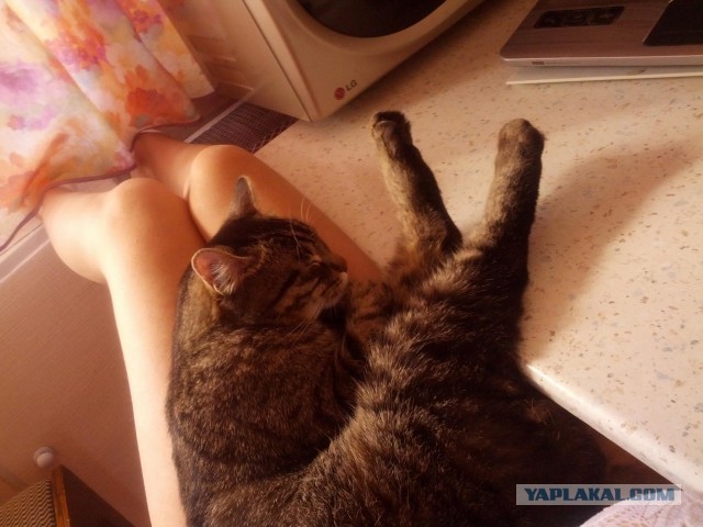 Котовторник 8.10.2013