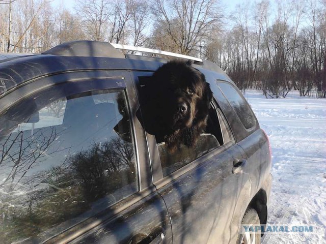 Что такое собака в доме