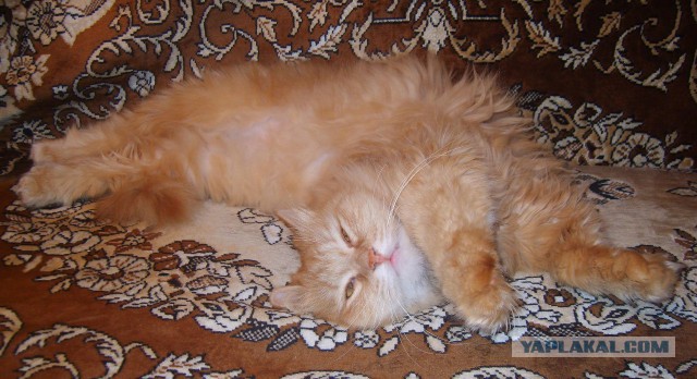 Котовторник на вторник, Котовторник