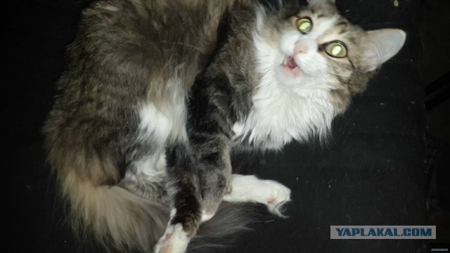 В Германии прошла демонстрация ЗООФИЛОВ